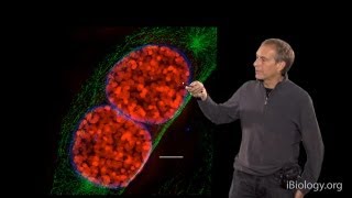 Microscopy SuperResolution Structured Illumination Microscopy SIM David Agard [upl. by Suivart]