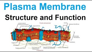 Selectively Permeable Membrane [upl. by Besse]