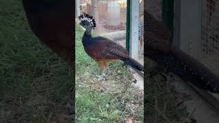 Great Curassow Female PheasantQuailsChickens crax curassow bird birdslover pet song [upl. by Flo608]