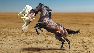 CABALLO SIN PIEDAD ELIMINA A OVEJA  LA FURIA DEL CABALLO contra perros camellos [upl. by Hasseman]