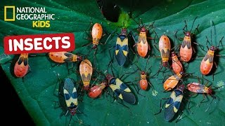 Find Out About Insects  Nat Geo Kids Insects Playlist [upl. by Ahsirek52]