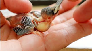 What to feed a baby BIRD  Homemade hand feeding formula recipe babybird birds aviary [upl. by Laeynad]