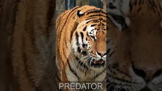 APEX PREDATOR SIBERIAN TIGER ROAMING [upl. by Dougy]