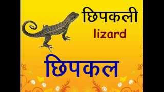 Hindi vowel badi ee ki maatra for nonHindi Speaking Adults ई की मात्रा 34 अक्षरों वाले शब्द [upl. by Wiltshire]