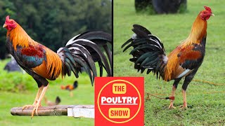 WGE Compilation  Poultry Show [upl. by Saisoj533]