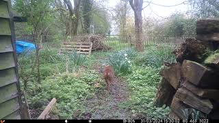 Deer  Badger runs  Squirrel  Deer [upl. by Yenhpad]