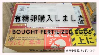 有精卵購入（烏骨鶏、アローカナ） Purchasing fertilized eggs Squirrel chicken Araucana [upl. by Ojytteb]