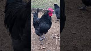 Black Australorp Rooster Crowing homestead rooster blackaustralorp farming [upl. by Ehtyde]