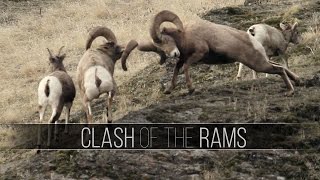 Two Large Rams Bighorn Sheep Butting Heads during the Rut [upl. by Amron]