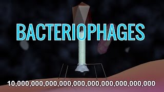 What Are Bacteriophages amp How Do Phage Viruses Work w Animation [upl. by Addia27]