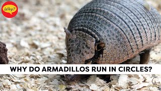 why do armadillos run in circles  Fascinating facts 36  Why Things Happen [upl. by Zoie]