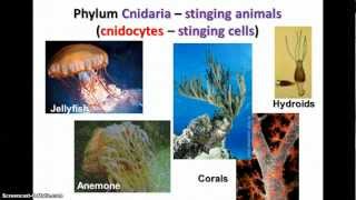 Kingdom Animalia  Sponges Cnidarians amp Worms [upl. by Pederson281]