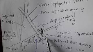 Anatomy of the INGUINAL CANAL amp hernias [upl. by Issirk158]