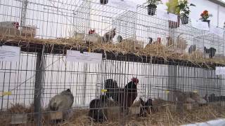 Oviedo Feria de la Ascensión 2014gallos y gallinas [upl. by Cousin]