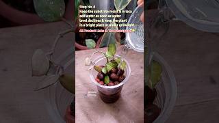 Repotting A Root Damaged Indoor Plant  Hoya Krohniana Black [upl. by Sesilu]