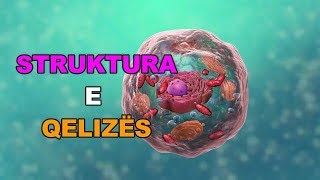 STRUKTURA E QELIZËS  Animacion 3D [upl. by Fidole70]