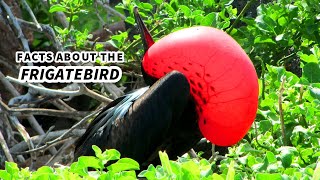 Frigatebird Facts the BIRD with the RED POUCH  Animal Fact Files [upl. by Anatole]