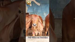 One of the best Gir cow collection  Top Gir cow farm [upl. by Weidner]