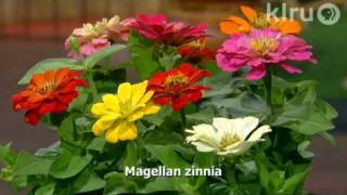 Trisha plants zinnias Central Texas Gardener [upl. by Aicekal]