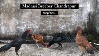 My New Breeding Set Up ❤️… madrasi aseelmurga rooster birds [upl. by Beau977]