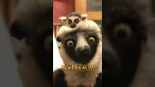 Zoboomafoo I Feel Lemurish [upl. by Thanh432]