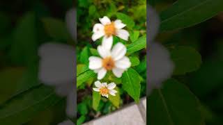 CUTE TRIPLETS nature video flowers asmr asmr garden tropical cute [upl. by O'Connor532]