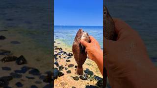 Found dead flatfish and rabbitfish among the rocks on the beach shorts shortvideo viralshorts [upl. by Leuname273]