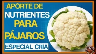 APORTE DE NUTRIENTES ÉPOCA DE CRIA 2022 💯  NUTRIENTES PARA CANARIOS  ALIMENTACIÓN CANARIOS [upl. by Eniamat714]