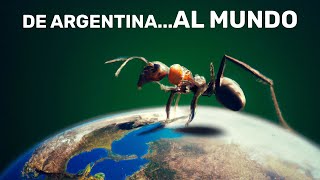 Historias Innecesarias HORMIGAS  De ARGENTINA al MUNDO [upl. by Claire]