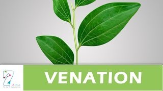 Venation of leaf [upl. by Bren]