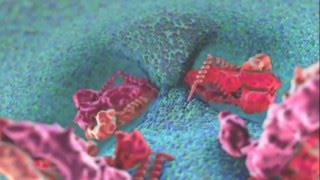 Flavivirus membrane fusion scientific animation [upl. by Kuska]