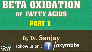 Beta Oxidation of Fatty Acids Part 1 [upl. by Raoul]