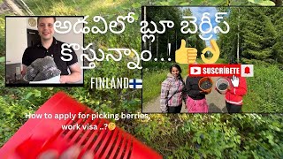 Blueberry 🫐 picking అడవి ఫిన్లాండ్వర్క్ Visa🇫🇮👍 [upl. by Thorman]