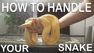 HOW TO HANDLE YOUR SNAKE For beginners [upl. by Nutter37]