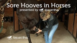 Sore Hooves in Horses [upl. by Jarib]