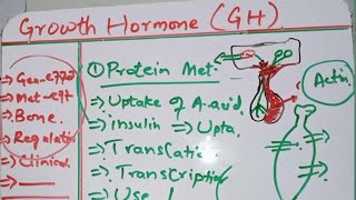 Endocrinology  Growth Hormone And Its Metabolic effects Part 1 [upl. by Kara-Lynn]