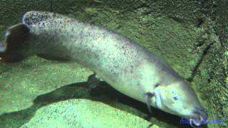 Electric catfish Malapterurus electricus [upl. by Essenaj]