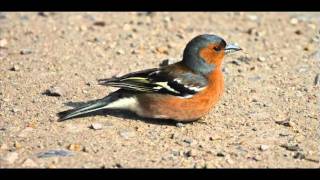 Male Chaffinch singing [upl. by Iderf724]