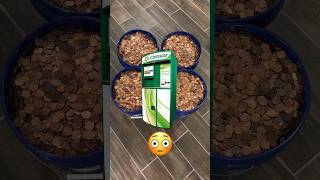 Taking 100000 Pennies To The Coin Star Did I Fill It Upcoins coincollecting coinstar [upl. by Hatti]