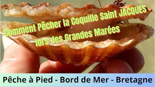 Comment Pêcher la Coquille Saint Jacques en pêche à pied lors des grandes Marées  Tuto Bord de mer [upl. by Atteyek]