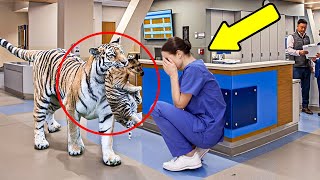 Tigre Invade Hospital Enfermeira Caiu em Lágrimas Quando Descobriu o Motivo [upl. by Dag]