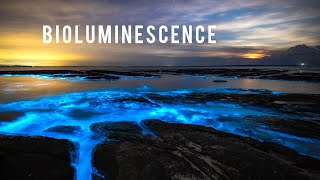 Incredible Bioluminescence in Australia [upl. by Ehr]