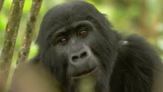 Gorilla Mating  Mountain Gorilla  BBC Earth [upl. by Eivad]