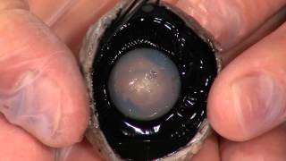 Detailed Cow Eye Dissection Part II Jr High High School and College Review [upl. by Balbur]