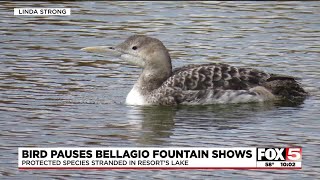 No Fountains of Bellagio shows Tuesday night as wildlife officials respond to rare bird landing [upl. by Aleciram]