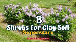 Top 8 Shrubs for Clay Soil Superstars 🌸🌷🌺  Gardening Ideas [upl. by Edin]