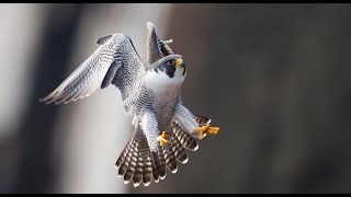 Peregrine Falcon  Best Footage Filmed Over 7 Years in 4k [upl. by Jolda642]