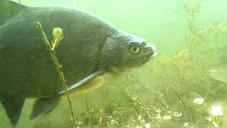 Bream reacting to macaroni underwater camera [upl. by Cuttler175]