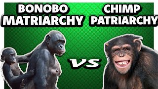 Who Rules Unveiling the Surprise Behind Bonobo and Chimp Societies [upl. by Izzy]