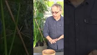 Conseils jardinage Philodendron Monstera comment faire lentretien Plante verte dintérieur [upl. by Hooper]